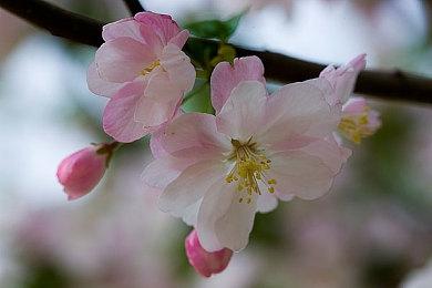 《艾尔登法环》战士和囚徒职业截图 囚徒戴铁面具